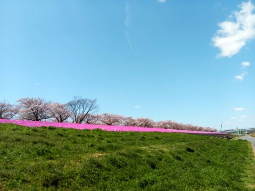 荒川CRからの桜