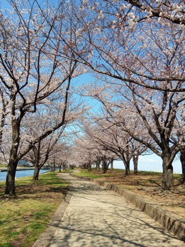 隅田川桜