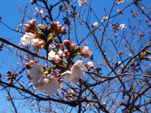 桜の蕾